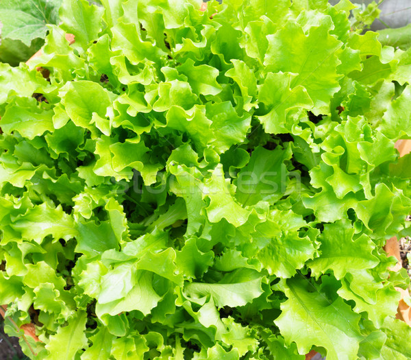 Fresh Lettuce Leaves Stock photo © Supertrooper