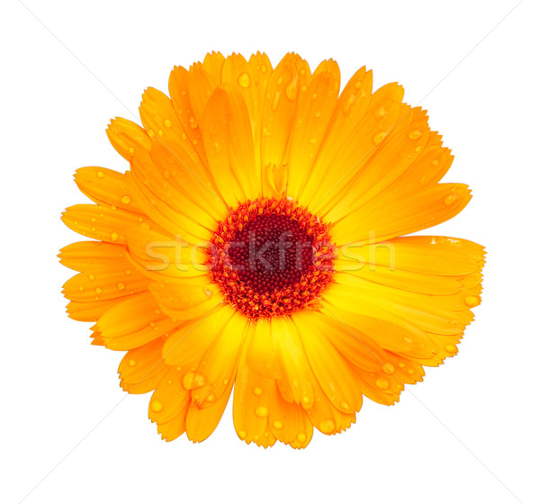 Bright yellow flower Stock photo © Supertrooper