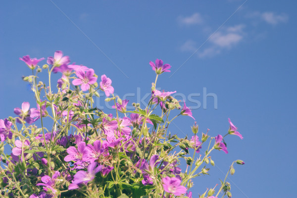 Flowers against blue sky Stock photo © Supertrooper