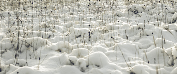 Fehér téli csodaország absztrakt tél szabadtér Stock fotó © Supertrooper