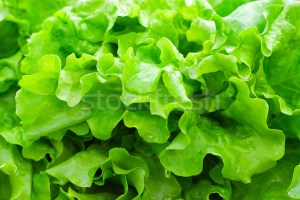 Fresh green leaf lettuce Stock photo © Supertrooper