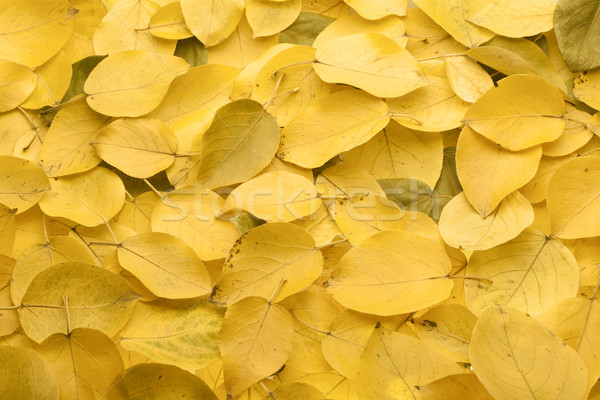 Yellow autumn leaves Stock photo © Supertrooper