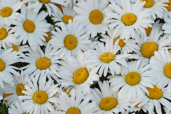 Many daisies closeup Stock photo © Supertrooper