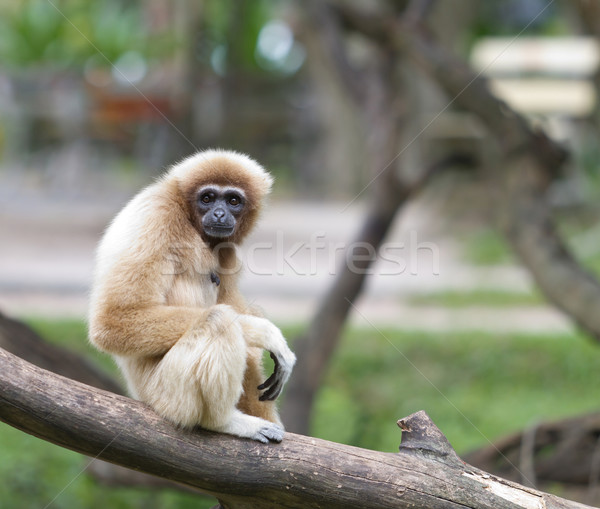 White handed Gibbon or Lar Gibbon Stock photo © Suriyaphoto