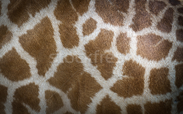 Véritable cuir peau girafe visage fond [[stock_photo]] © Suriyaphoto