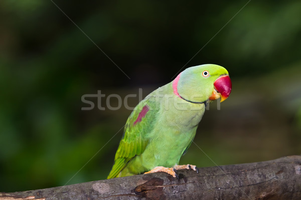 Verde pappagallo uccello natura rosso parlando Foto d'archivio © Suriyaphoto