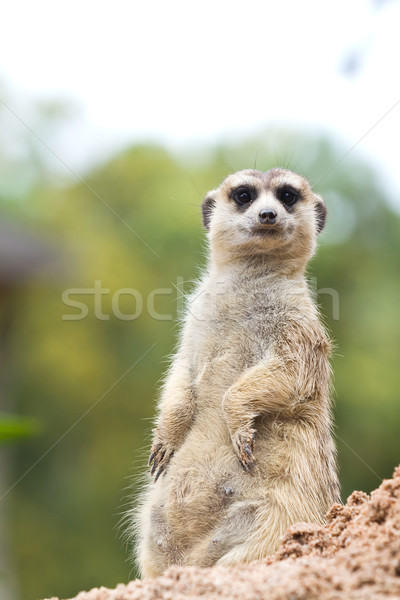 Gesicht Natur Haar Mund Afrika ansehen Stock foto © Suriyaphoto