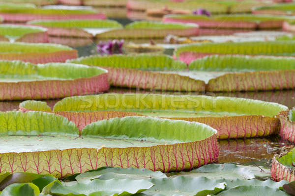Loto hojas agua amor belleza verano Foto stock © Suriyaphoto