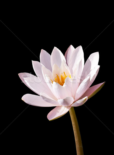 Lotus siyah güzellik tropikal beyaz model Stok fotoğraf © Suriyaphoto