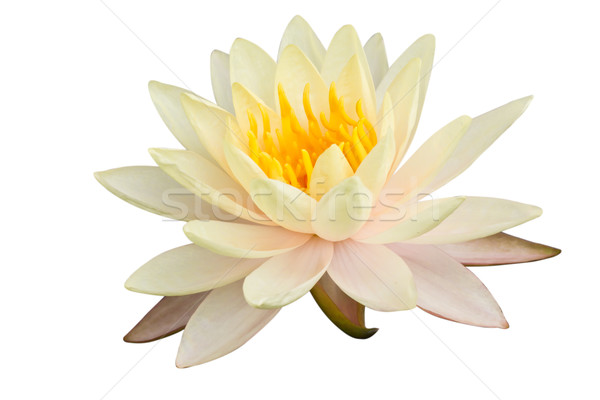 Lotus acqua amore bellezza estate verde Foto d'archivio © Suriyaphoto