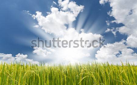 Paddy Rice Stock photo © Suriyaphoto