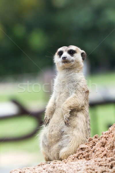 Yüz doğa saç ağız Afrika izlemek Stok fotoğraf © Suriyaphoto