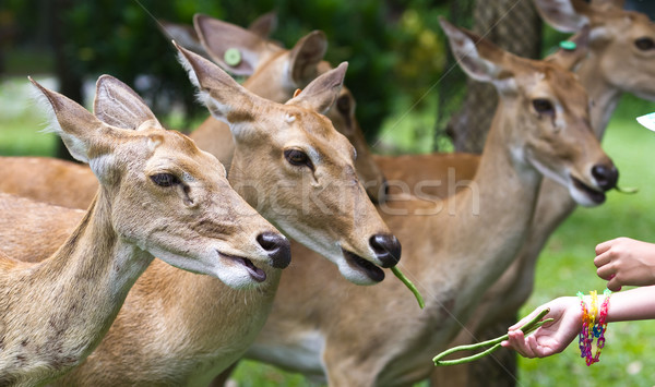 deer Stock photo © Suriyaphoto