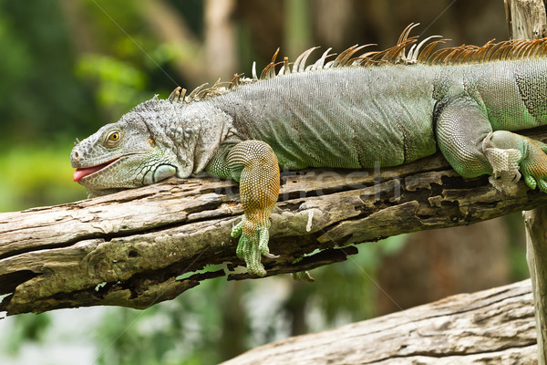 Iguana árbol cuerpo verde planta tropicales Foto stock © Suriyaphoto