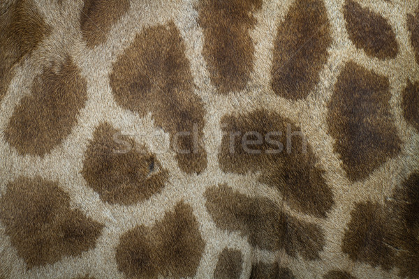 genuine leather skin of giraffe Stock photo © Suriyaphoto