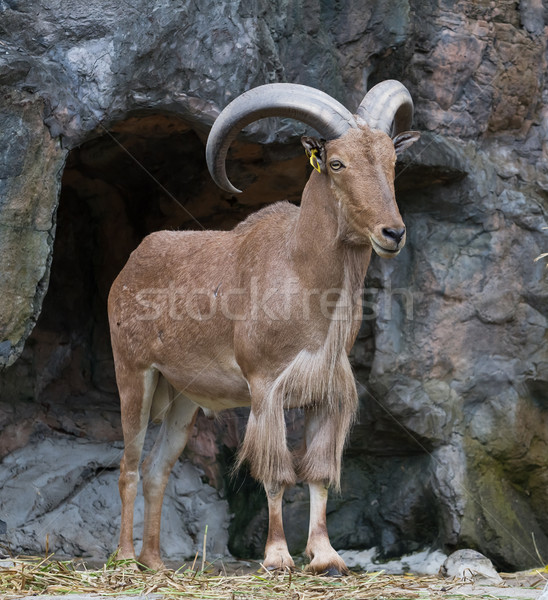 Kahverengi dağ keçi seyahat kaya taş Stok fotoğraf © Suriyaphoto