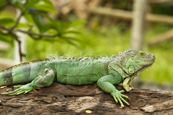 iguana Stock photo © Suriyaphoto