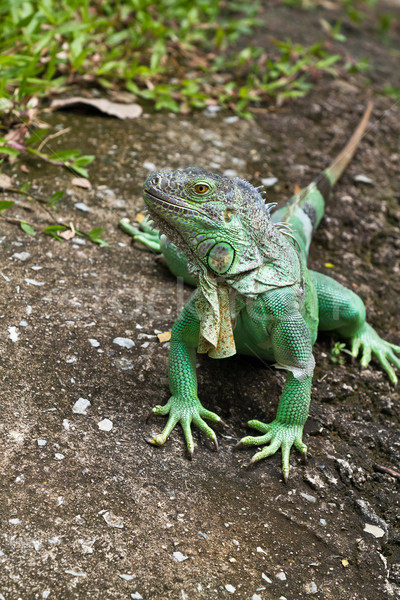 Iguana árvore corpo verde planta tropical Foto stock © Suriyaphoto