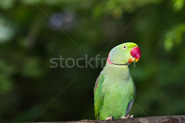 Green Parrot Bird Stock photo © Suriyaphoto
