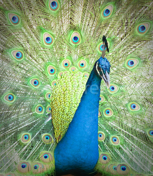 孔雀 美女 跳舞 藍色 頭 熱帶 商業照片 © Suriyaphoto