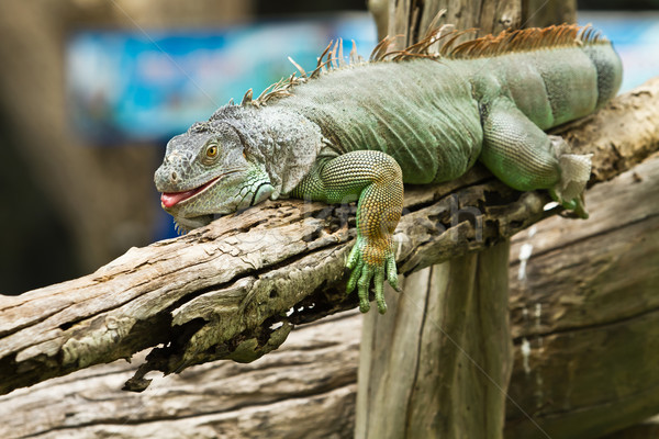 Iguana ağaç vücut yeşil bitki tropikal Stok fotoğraf © Suriyaphoto