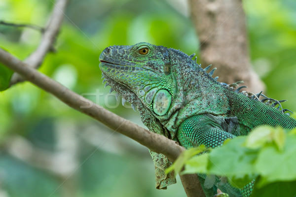 Leguan Baum Körper grünen Anlage tropischen Stock foto © Suriyaphoto