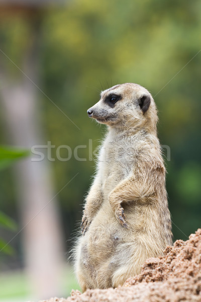 Gesicht Natur Haar Mund Afrika ansehen Stock foto © Suriyaphoto