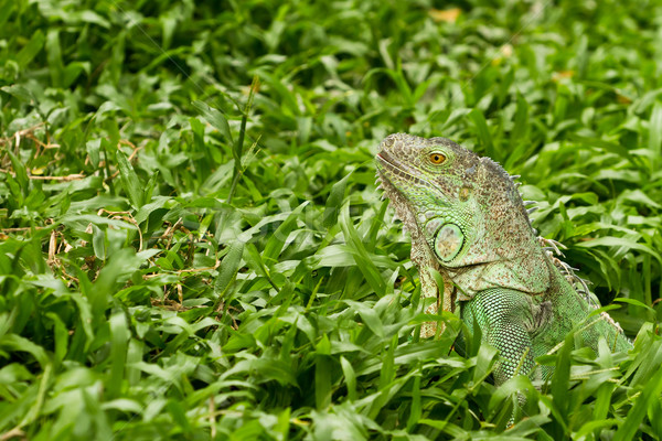 iguana Stock photo © Suriyaphoto