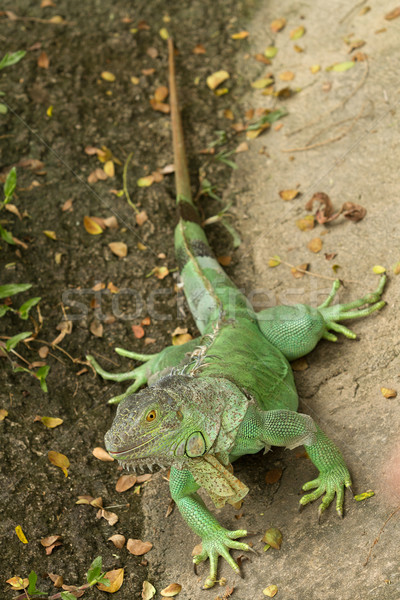 iguana Stock photo © Suriyaphoto