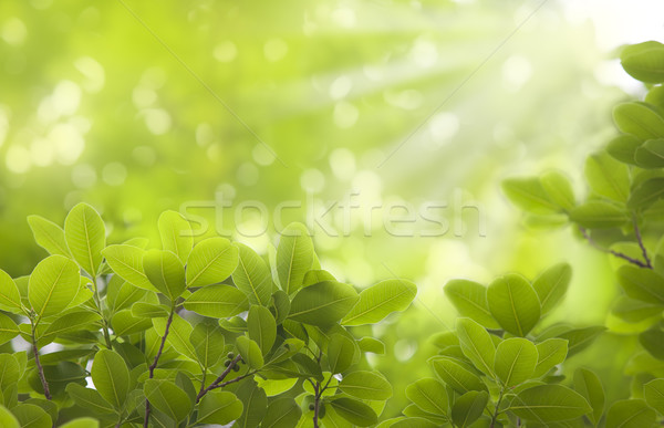 Fresche foglie sole natura giardino sfondo Foto d'archivio © Suriyaphoto