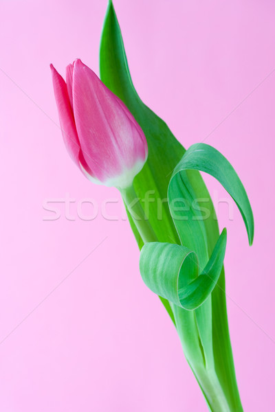 Rózsaszín tulipán tavasz szépség csinos egy Stock fotó © susabell