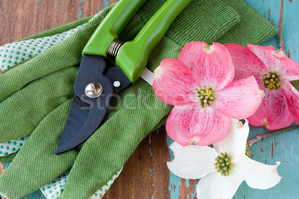Garden clippers and dogwood flowers Stock photo © susabell