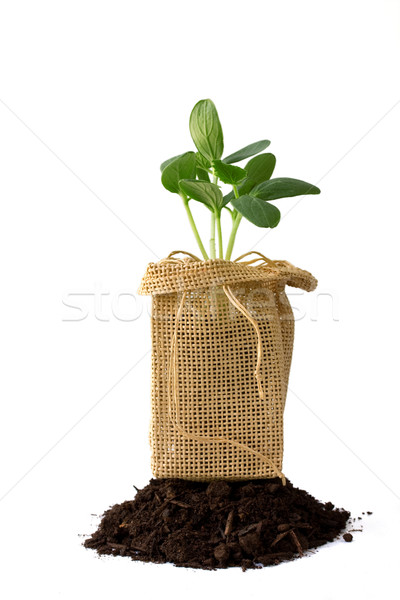 Növény kosz Föld mag növekedés kertészkedés Stock fotó © susabell