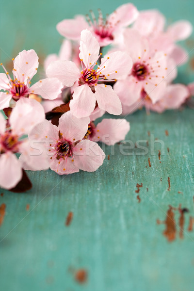 розовый цветок Вишневое Blossom цветочный Сток-фото © susabell