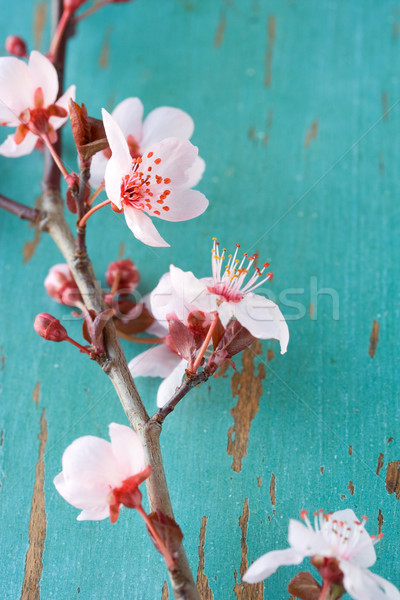 Cseresznyevirágzás virág fa tavasz kék ág Stock fotó © susabell