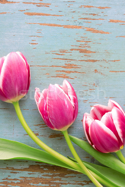 Három virágok tulipán rózsaszín virág egy Stock fotó © susabell
