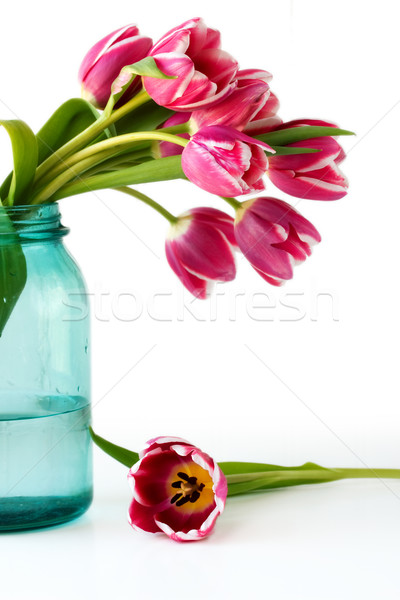 Tulipán virágok kék váza virág rózsaszín Stock fotó © susabell