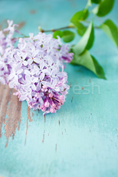 Tavasz csinos virágmintás virágzik botanikus tavasz Stock fotó © susabell