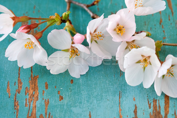 цветок Вишневое Blossom цветочный флора Сток-фото © susabell