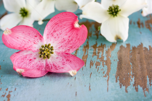 весны цветы таблице цветок белый филиала Сток-фото © susabell