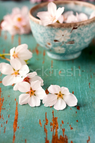 Cseresznyevirágzás virág asztal cseresznye edény virág Stock fotó © susabell
