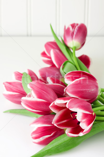 Tulipánok tavasz tulipán rózsaszín szirmok izolált Stock fotó © susabell