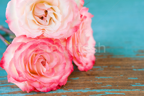 Rosa Blumen Blume Bouquet Stock foto © susabell