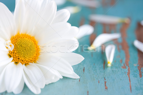 Daisy fleur blanche [[stock_photo]] © susabell