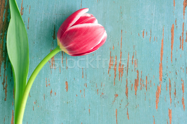 Tulip цветок красный розовый Сток-фото © susabell