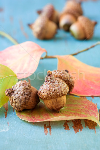 орехи листьев древесины семени макроса урожай Сток-фото © susabell