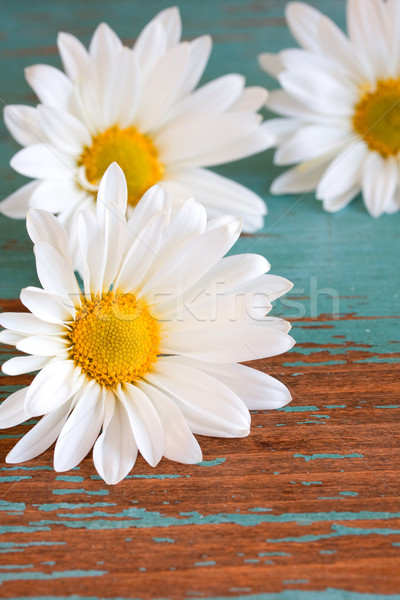 Daisy цветы лепестков тесные флора Сток-фото © susabell