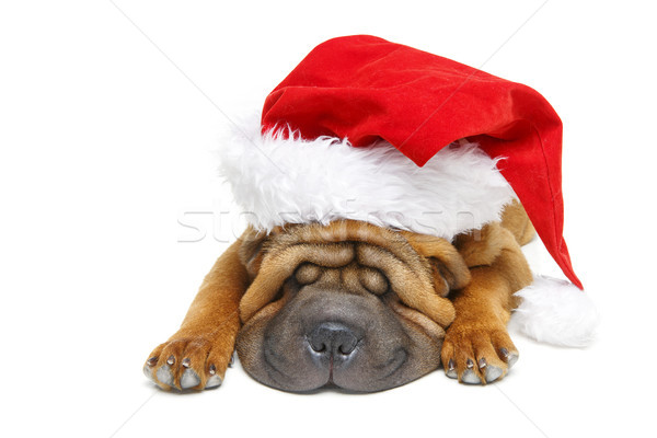shar pei puppy in christmas hat Stock photo © svetography