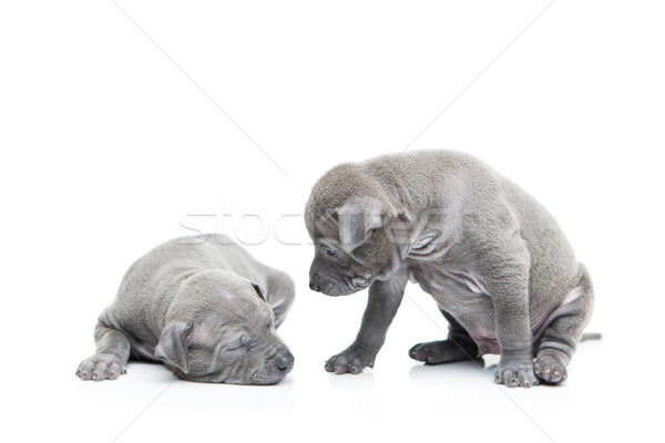 Stock photo: Two thai ridgeback puppies isolated on white
