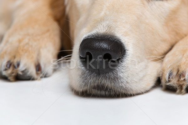 Stock photo: Young beautiul golden retriever dog